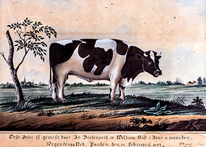 Stier van Bredenoord